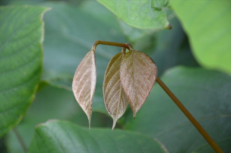 Mucuna elliptica