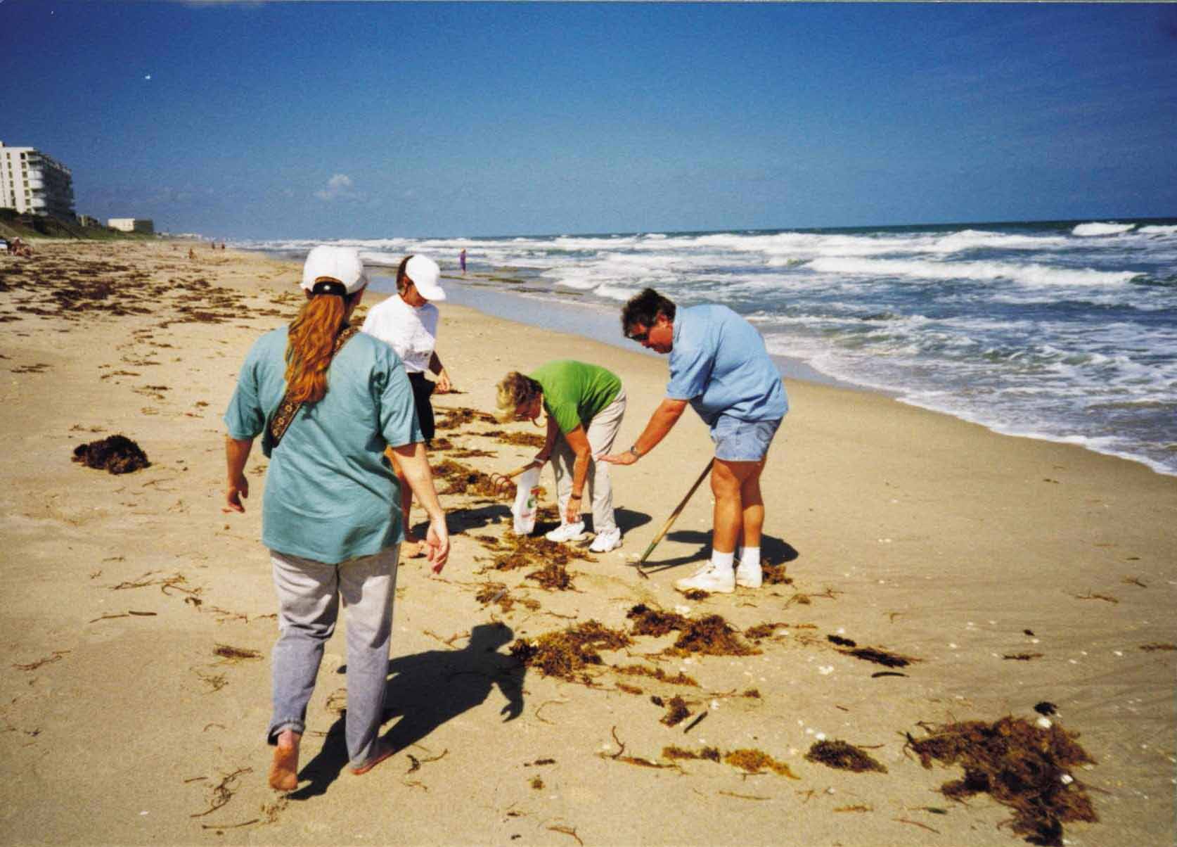 Collecting sea-beans in the wrack line