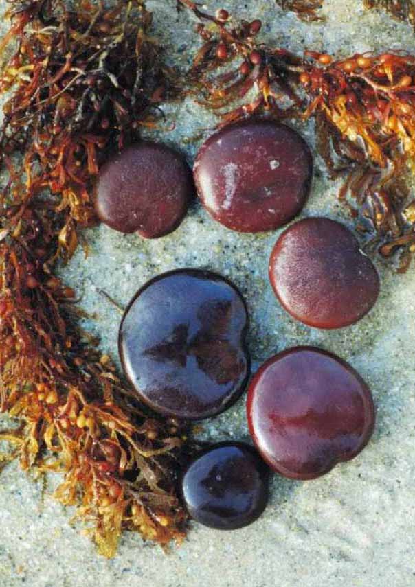 Sea Hearts among Sargassum weed