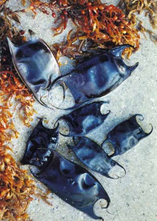 Skate egg cases (mermaid's purse)